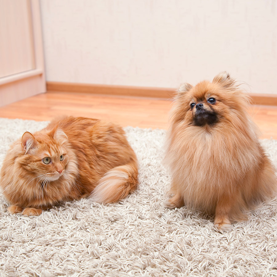 Echo carpet cleaning Irvine - Pet oder and stains